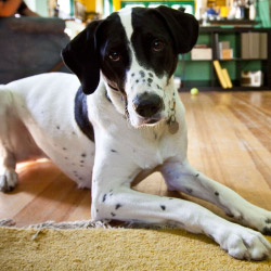 DogWatch of Omaha, Omaha, Nebraska | Indoor Pet Boundaries Contact Us Image
