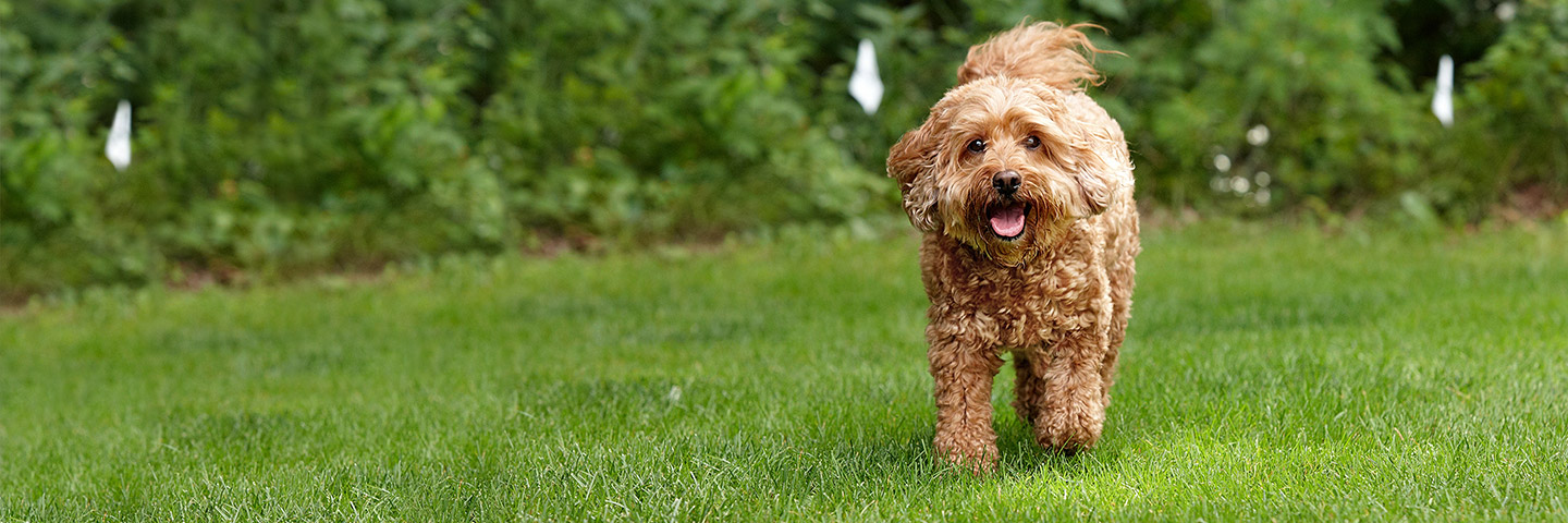 hidden dog fence company