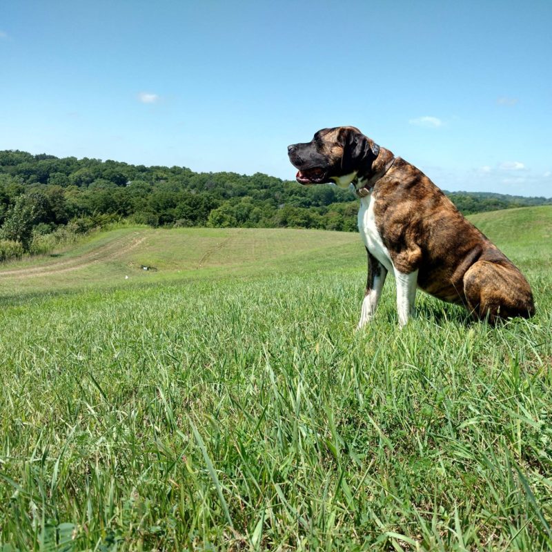 Indoor Boundaries And Pet Fences Dogwatch Of Omaha