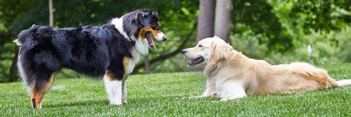 DogWatch of Omaha, Omaha, Nebraska | Outdoor Hidden Dog Fences Slider Image