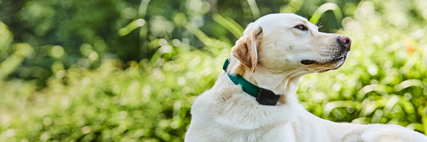 DogWatch of Omaha, Omaha, Nebraska | 1200Fence Slider Image