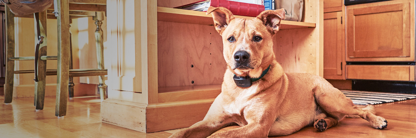 DogWatch of Omaha, Omaha, Nebraska | Indoor Pet Boundaries Slider Image