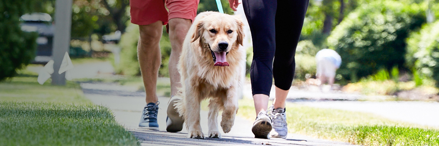 DogWatch of Omaha, Omaha, Nebraska | SideWalker Leash Trainer Slider Image