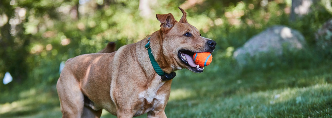DogWatch of Omaha, Omaha, Nebraska | ProFenceX™ Slider Image